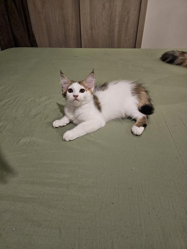 ลูกแมวเมนคูนผสมเปอร์เซีย