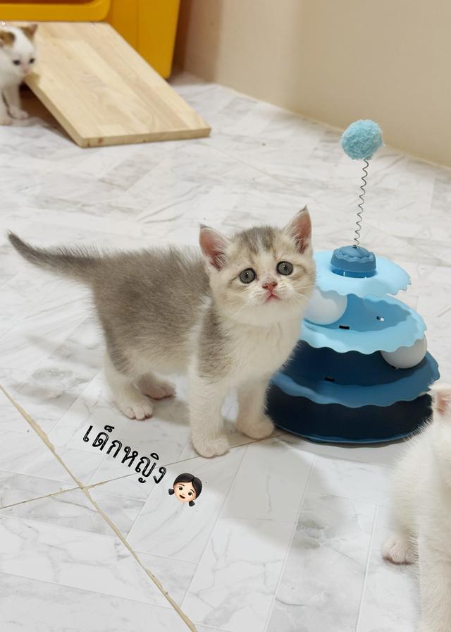 ลูกแมวสก๊อตติชโฟลด์👧🏻👶🏻 รูปที่ 8
