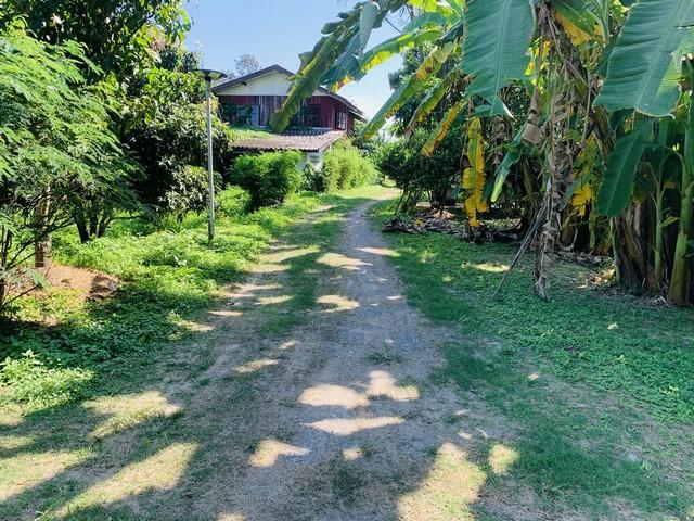 ขายที่ดินเปล่า 2งาน36ตรว.1.8ล. น้ำไม่ท่วม น้ำประปา ไฟฟ้า เข้าถึง ต.ยางเนิ้ง อ.สารภี เชียงใหม่ 6