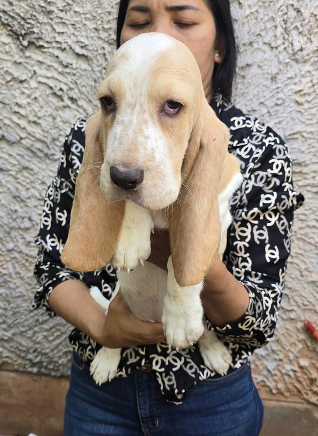 บาสเซ็ตฮาว์ดใบเพ็ดสมาคมพัฒนาพันธุ์สุนัข รูปที่ 9