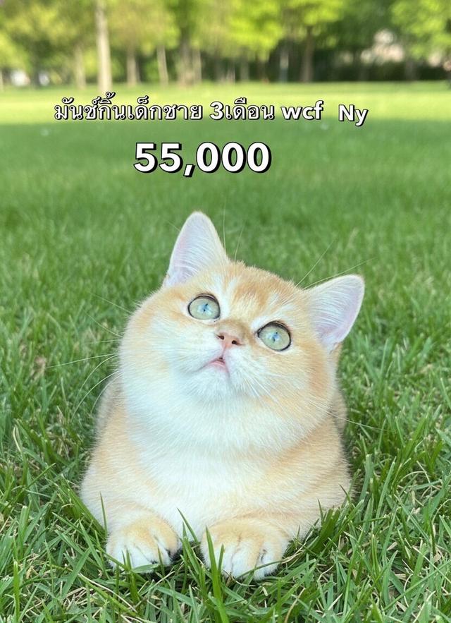 แมวมันช์กิ้น รวมเด็กๆมันช์กิ้นทั้งหมดของฟาร์ม 8