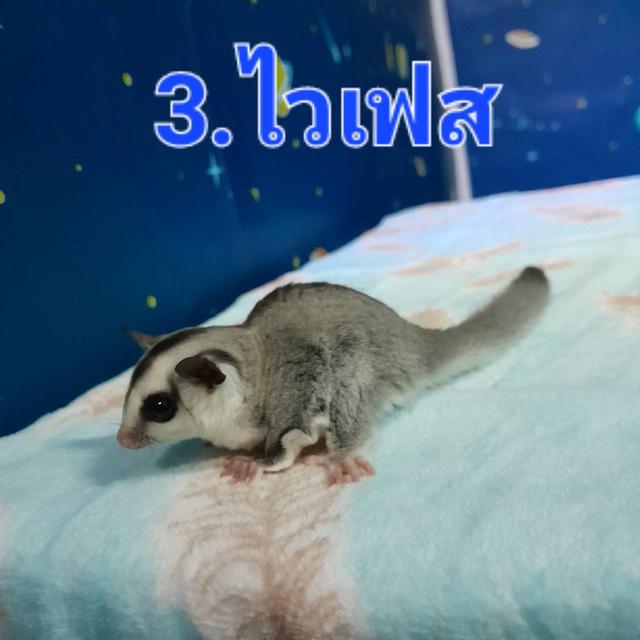 ชูก้า ไกลเดอร์ สีต่างๆ 8