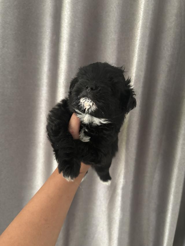 น้องหมา ชิวาว่ามอสทินผสมพุดเดิ้ล รูปที่ 5