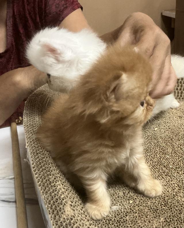 ลูกแมวเปอร์เซีย หน้าบี้หน้าหล่น หน้าตุ๊กตา เปิดกล้องดูเด็กๆได้ค่ะ รูปที่ 11