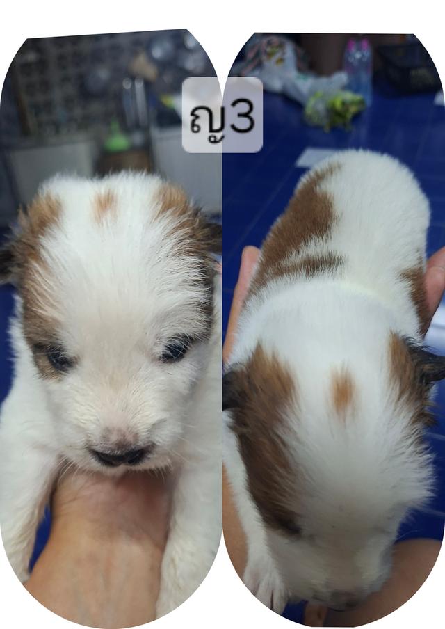 บางแก้วแท้ 100%กรุงเทพฯตลิ่งชัน 7