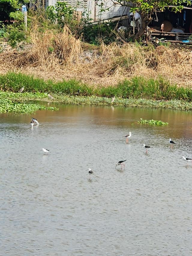 ขายที่ดินติดแม่น้ำ 2