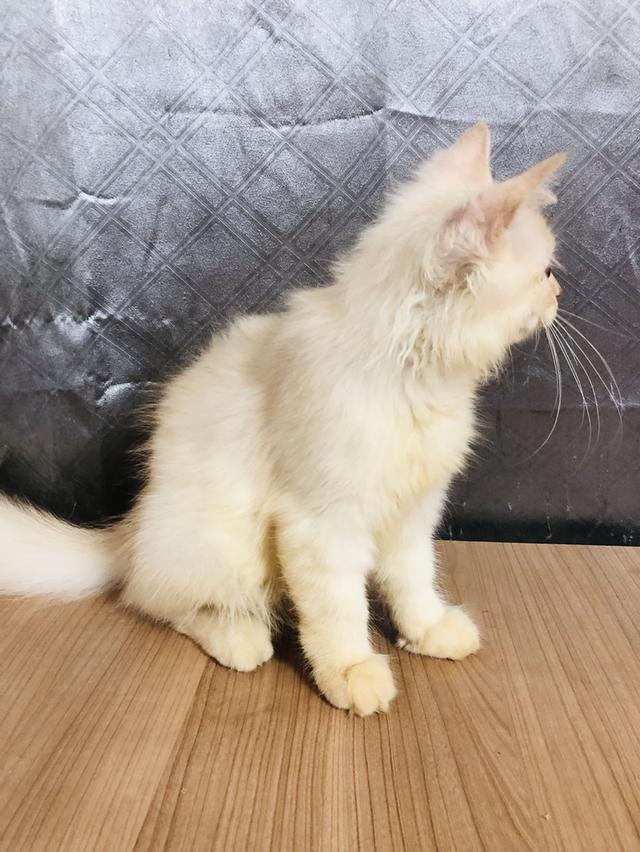 น้องแมวพันธุ์ หิมาลายันผสมชินชิล่า เพศผู้ 5