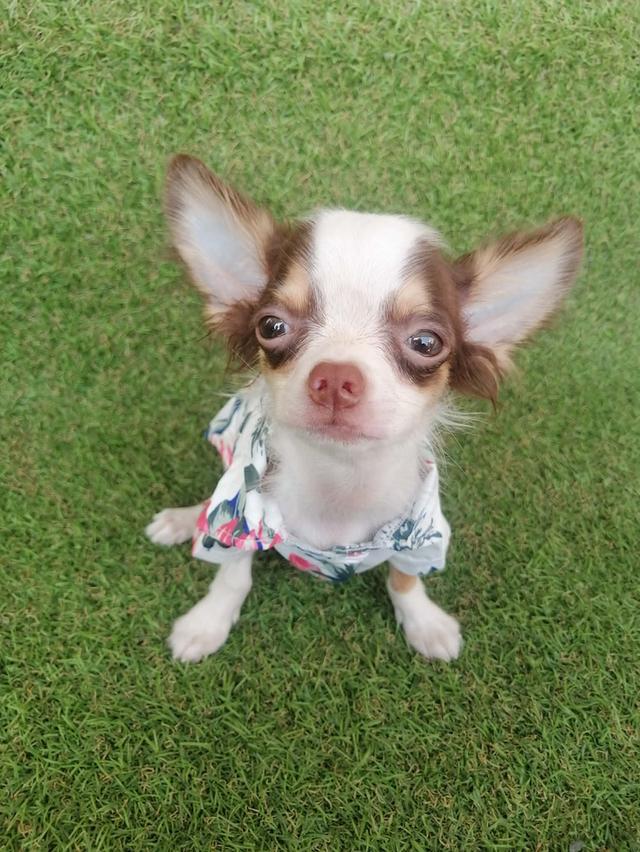 ชิวาว่าเเท้ขนยาว สีช็อค เพศผู้ พร้อมย้าย รูปที่ 6