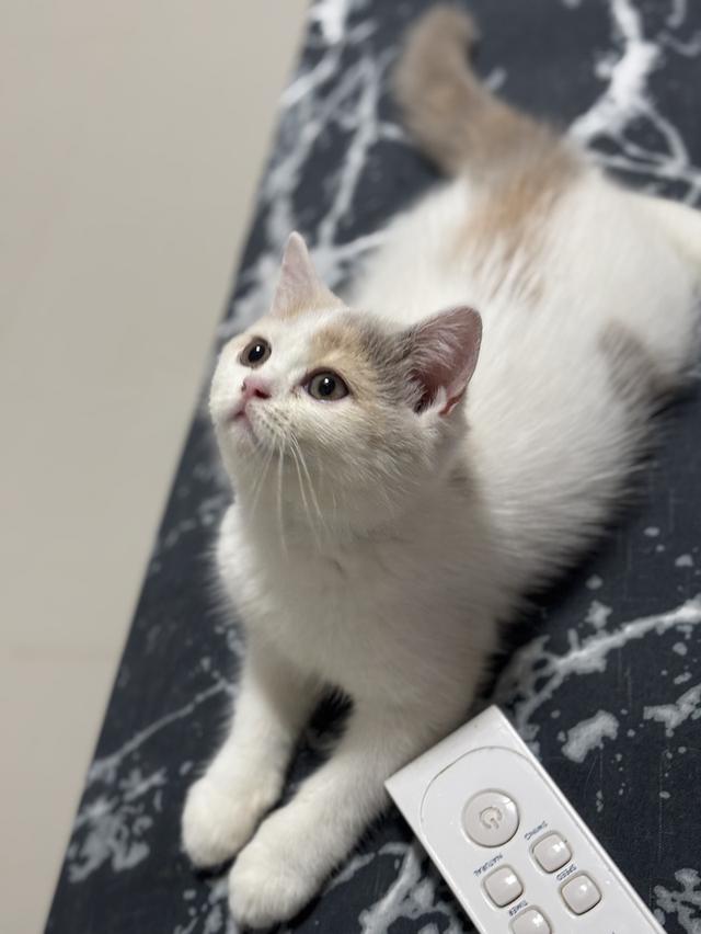 แมว British shorthair  5