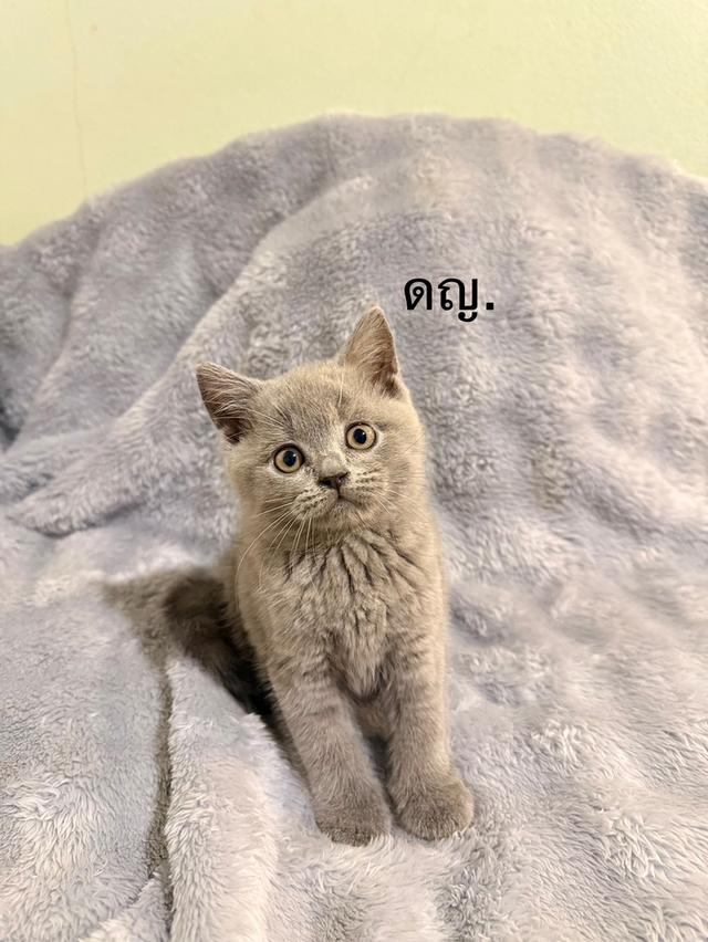น้องบลู บริติช ชอทแฮร์