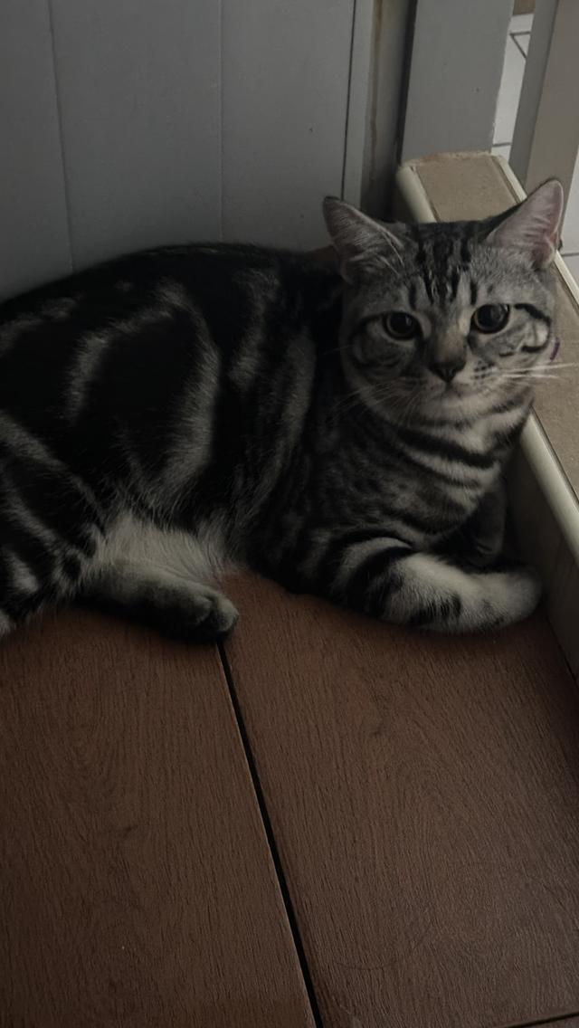 แมวอเมริกัน ช็อตแฮร์ พันธุ์แท้ 💯