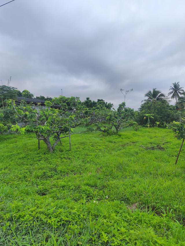 ที่ดินงามเชียงใหม่ 3