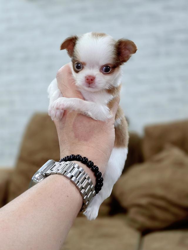 Chihuahua t cup น้องยูโรเพศผู้ 7