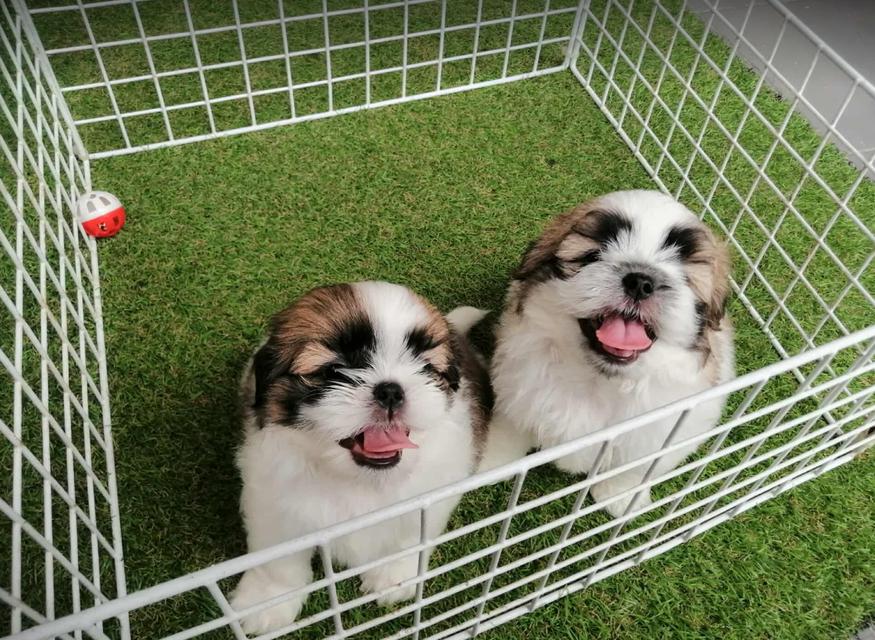 ชิสุห์เเท้ ชายล้วน พรอ้มย้าย 2