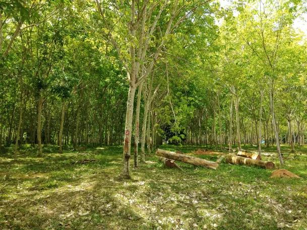 ไร่ยาง นส.4 จ. ครุฑแดง 4 ไร่กว่า พร้อมทำรายได้ทันที 1