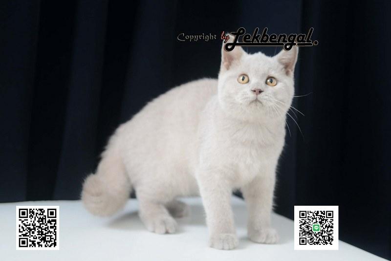 ขายลูกแมวบริติชชอร์ตแฮร์สุดน่ารักขี้ประจบและขี้อ้อนมาก  6