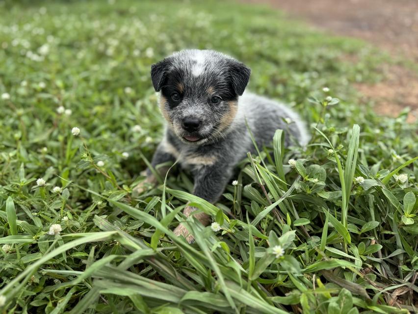 Australian Cattle dog