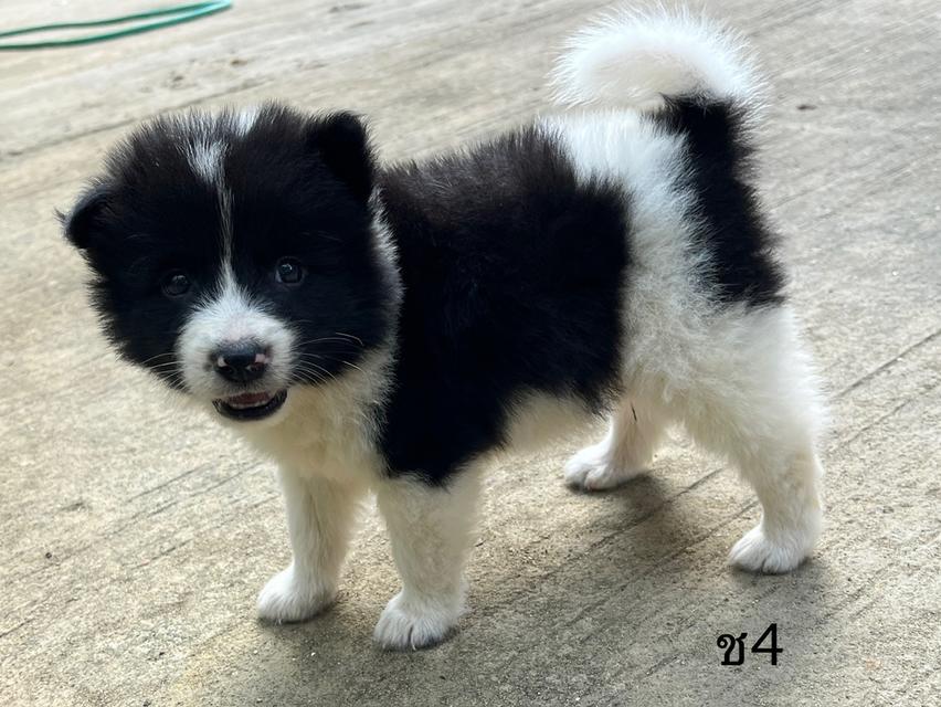 ลูกสนุัข พันธุ์บางแก้ว 11