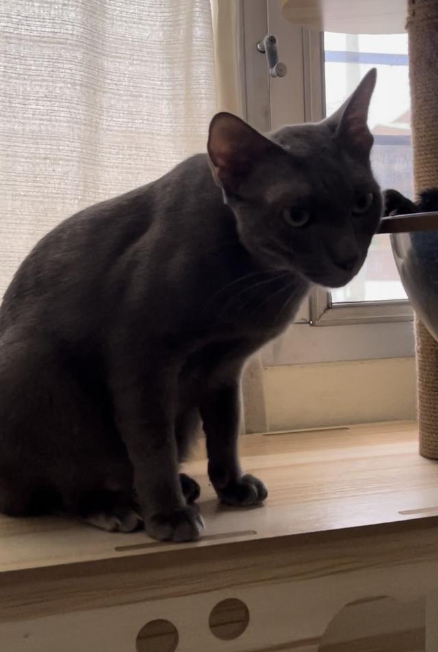 แมวโคราช สีสวาด เพศผู้