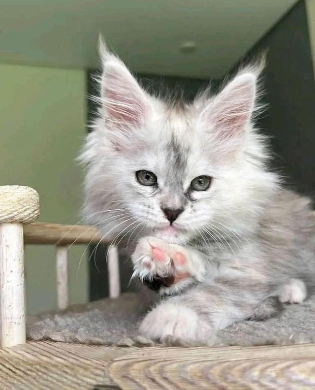 Maine Coon Kittens | WhatsApp me : +66 63 826 3042