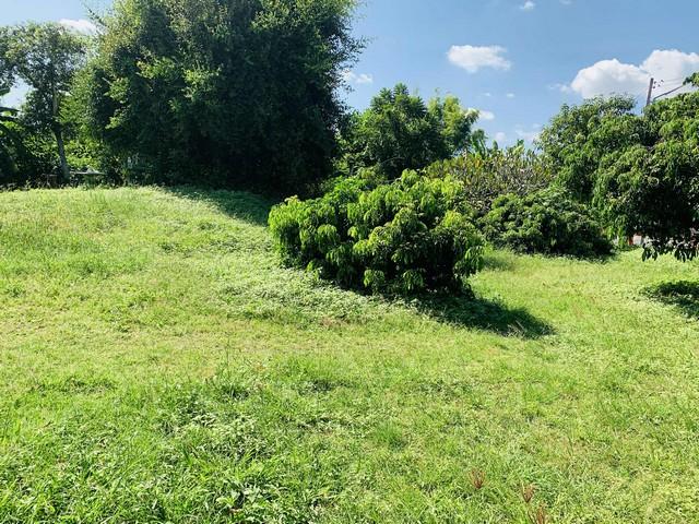 ขายที่ดินเปล่า 2งาน36ตรว.1.8ล. น้ำไม่ท่วม น้ำประปา ไฟฟ้า เข้าถึง ต.ยางเนิ้ง อ.สารภี เชียงใหม่ 4