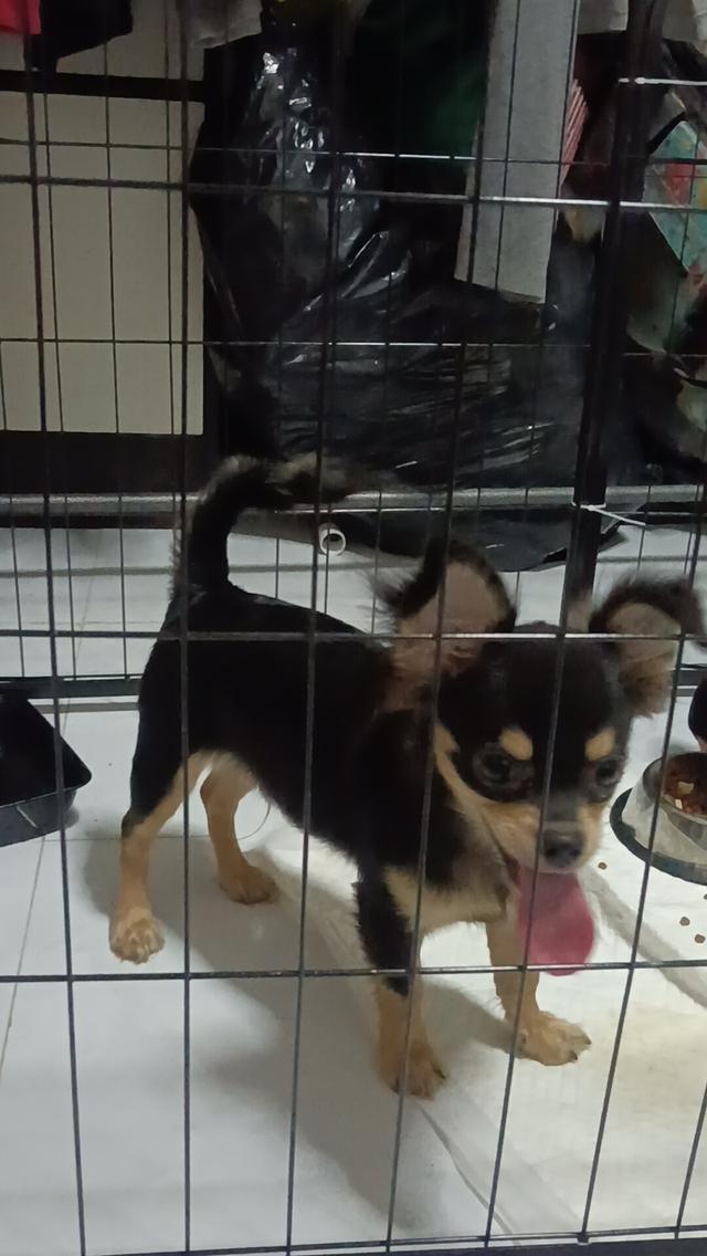 ชิวาวา 11