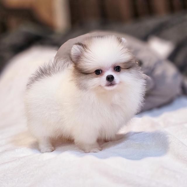 ปอร์เช่ ปอมแท้หนุ่มหล่อสีปาร์ตี้ขนแน่นฟอร์มหมี