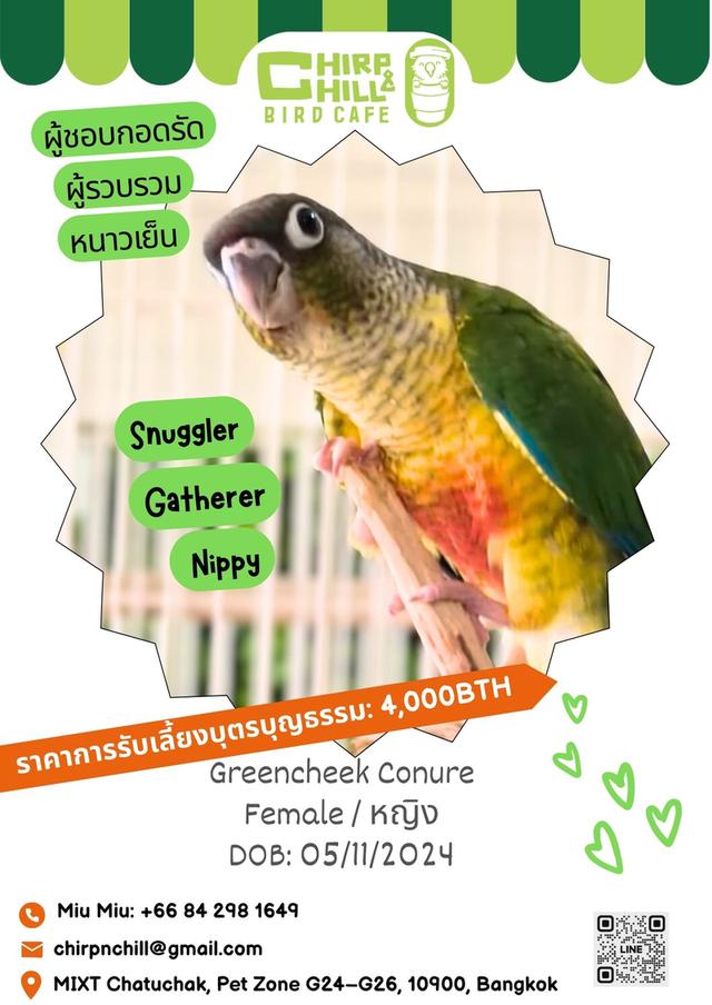 Chirp & Chill Bird Cafe