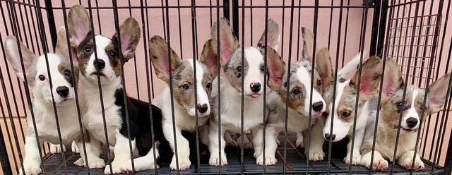 สุนัขสายพันธุ์ Cardigan Welsh corgi