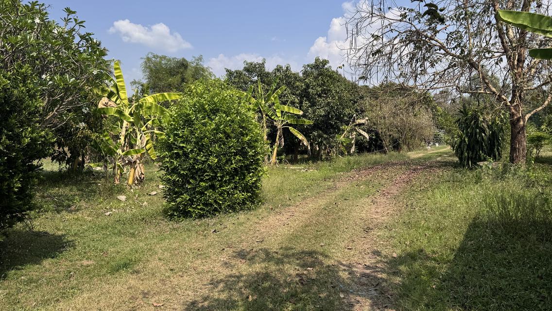 ขายที่สวน11 ไร่ พร้อมบ้าน2 หลัง มีรั้วล้อมรอบ ประตูรีโมท และรั้วล้อมสวน4ด้าน พร้อมต้นประดู่ ต้นกล้วย มะม่วง กระท้อน มะนาว มะกรูด 11