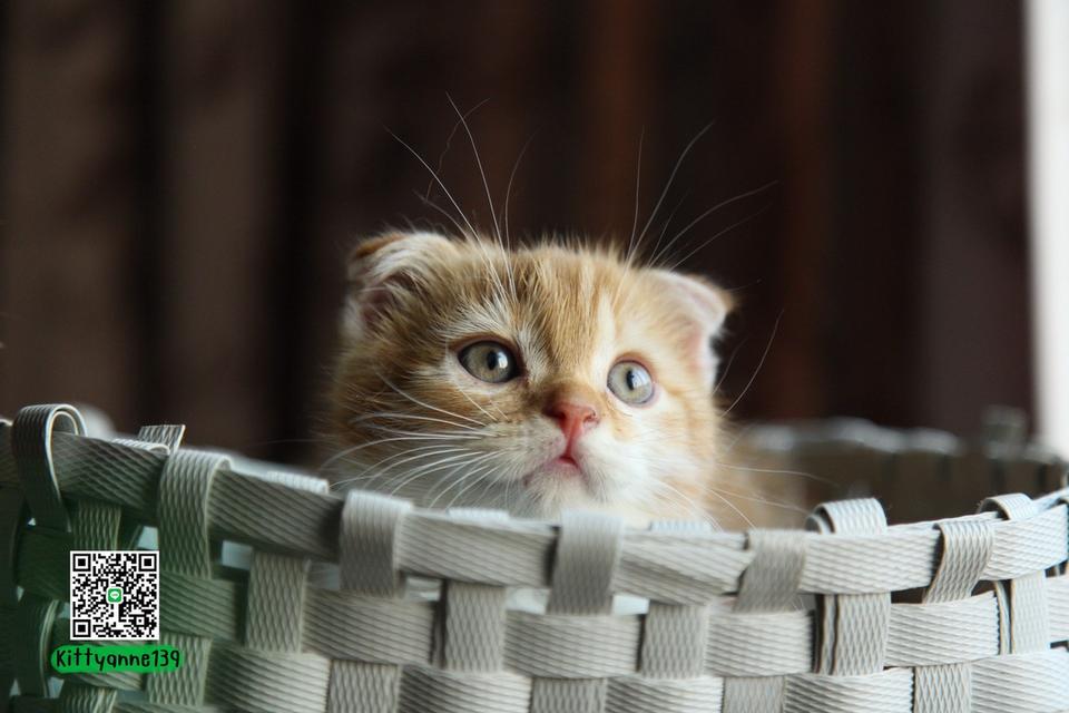 แมวสก็อตติชโฟลด์แท้แบ่งเลี้ยง รูปที่ 5