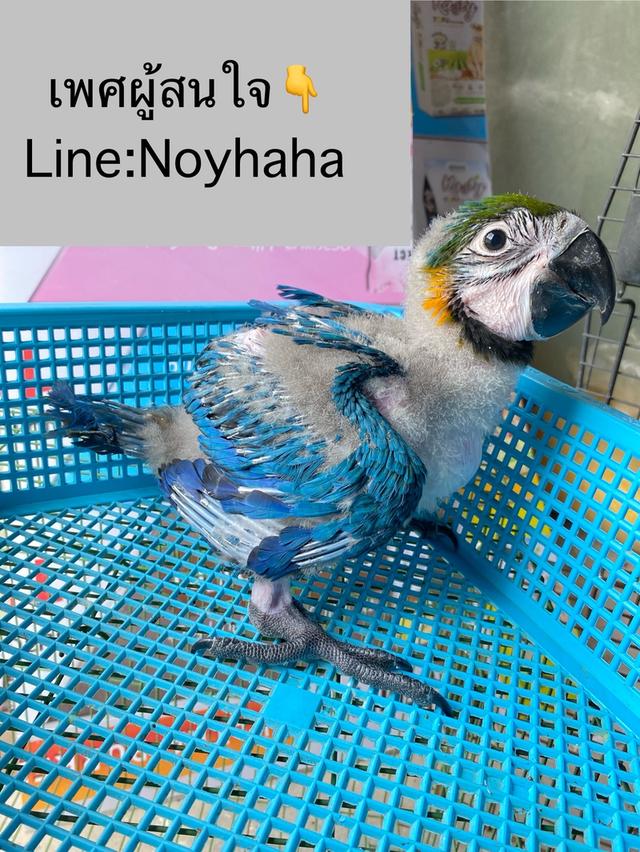 blue and gold macaw 1