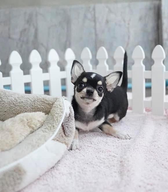 Chihuahua puppies WhatsApp me : +66 63 826 3042 รูปย่อยที่ 3
