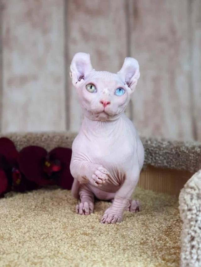 ขายแมวsphynx 3