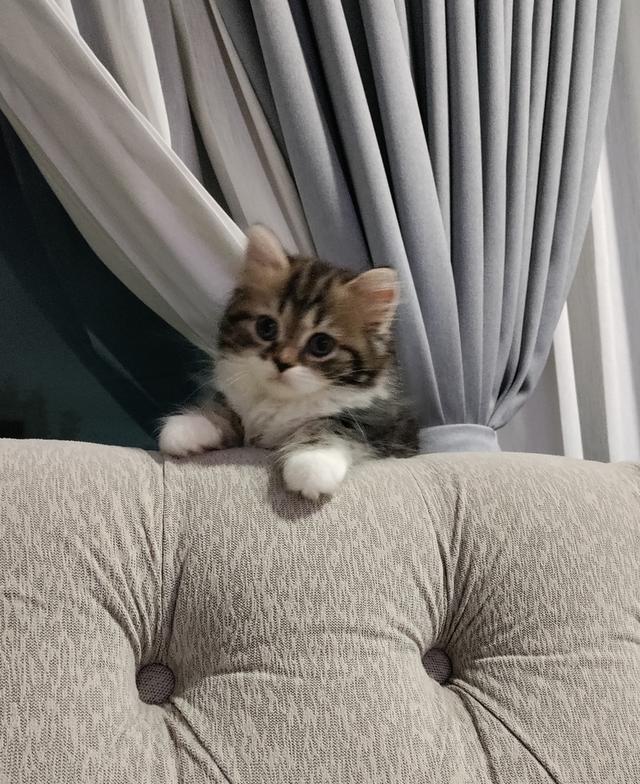 Scottish fold 