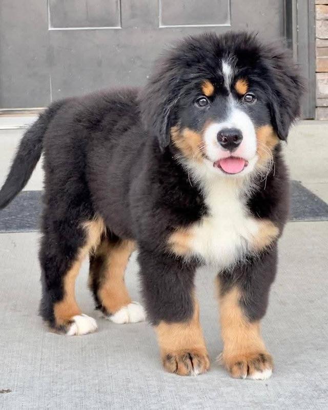 ขาย Bernese Mountain Dog หน้ามึน 3