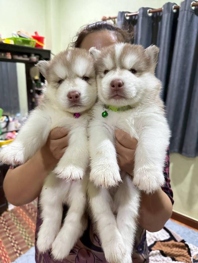 สุนัขไซบีเรียนเพศผู้ ตัวละ 8500 บาท