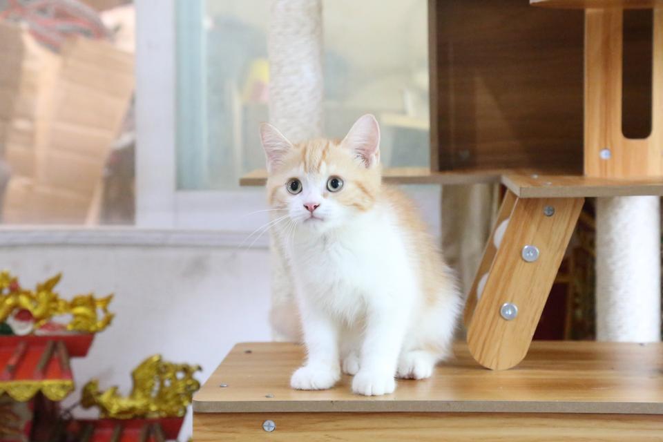 ลูกแมวบริติชหิมาลายันพร้อมย้ายบ้าน รูปที่ 13