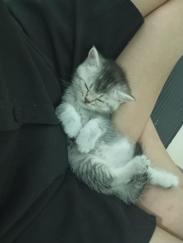 แมวบริติช🎂09/09 4