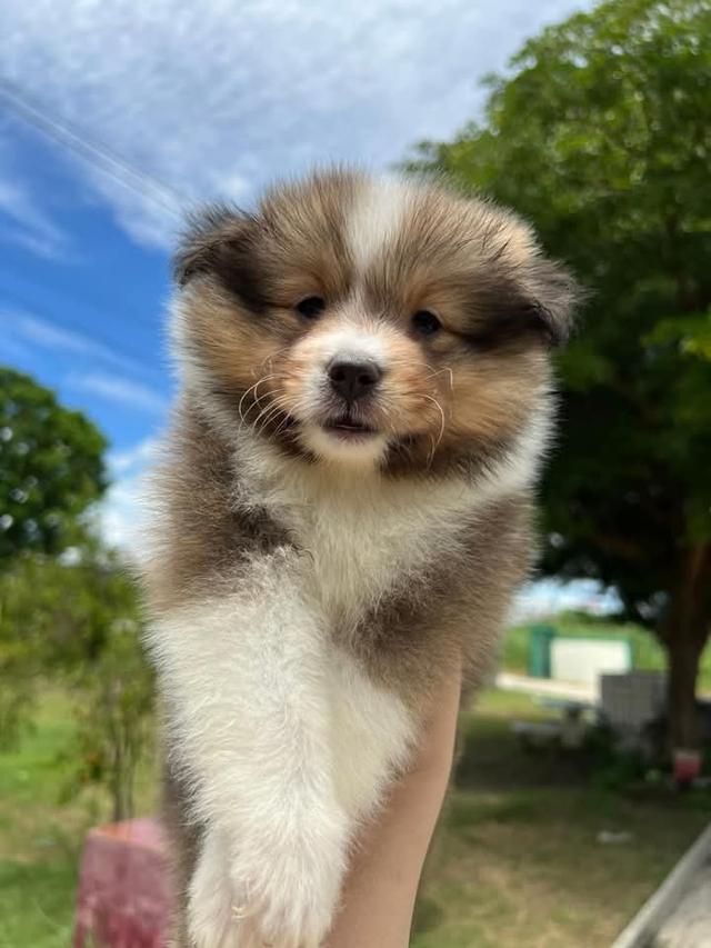 ขาย Shetland Sheepdog อายุเพียง 1 เดือน