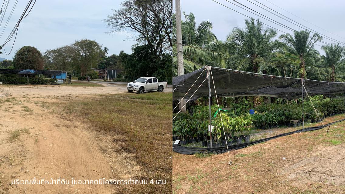ที่ดินสวนปาล์ม 102 ไร่ 3 งาน 74 ตารางวา อ.กะเปอร์ จังหวัดระนอง 5