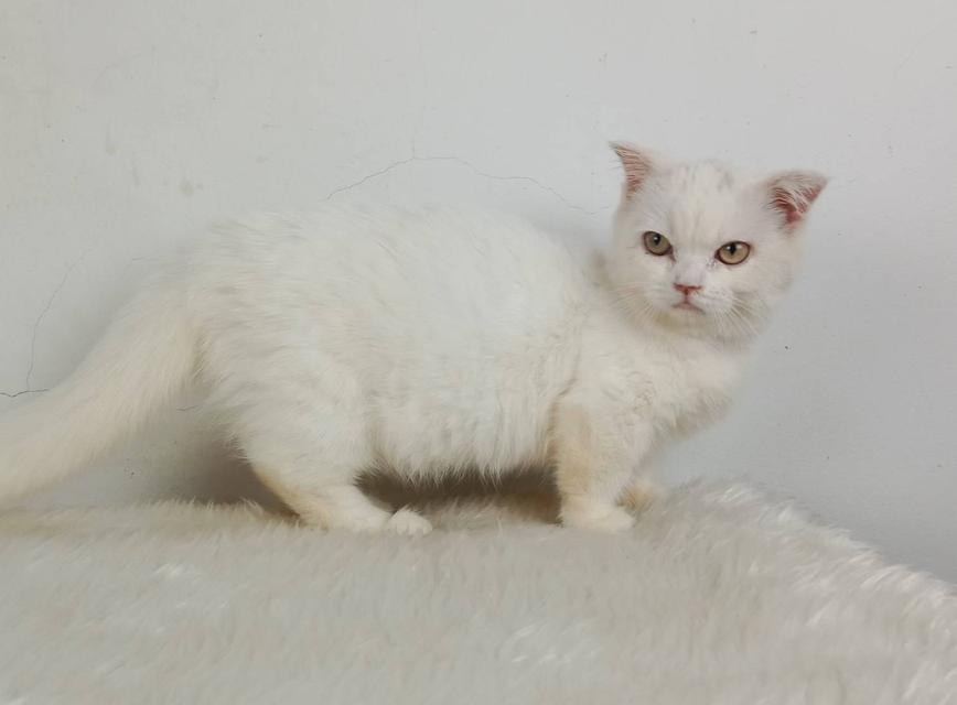 1.แมวมันช์กิ้น/เพศเมีย หาบ้าน Munchkin Cat/Female looking for a new home 3