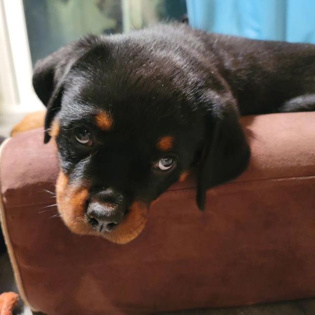 Rottweiler Puppies WhatsApp me : +66 63 826 3042 รูปย่อยที่ 2