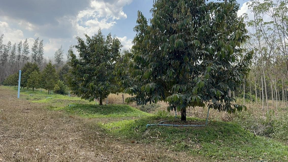 สวนทุเรียนจังหวัดระยอง เนื้อที่ 8 ไร่ 3 งาน 9 ตรว ราคาไร่ละ1,000,000 บาท ต.ชำฆ้อ อ.เขาชะเมา จ.ระยอง เขตติดต่อ อ.แกลง จังหวัดระยอง พื้นที่สวยทำเลดีมาก 1