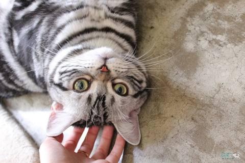 อเมริกันชอร์ตแฮร์ (American Shorthair) 3