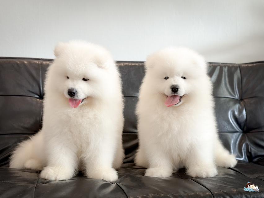 น้องซามอยด์ นำเข้าจากประเทศจีน 14