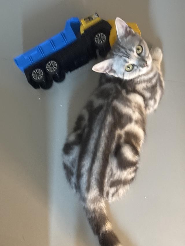 แมว อเมริกัน ช็อตแฮร์ รูปที่ 5