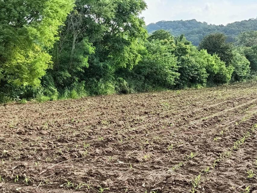 ที่ดินปากช่อง ต.พญาเย็น จ.นครราชสีมา 11