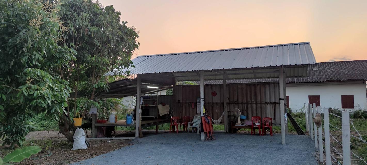  ที่ดินสวนลำไย 1-1-25 ไร่ วิวภูเขา ติดถนนคอนกรีต 2 ด้าน 8