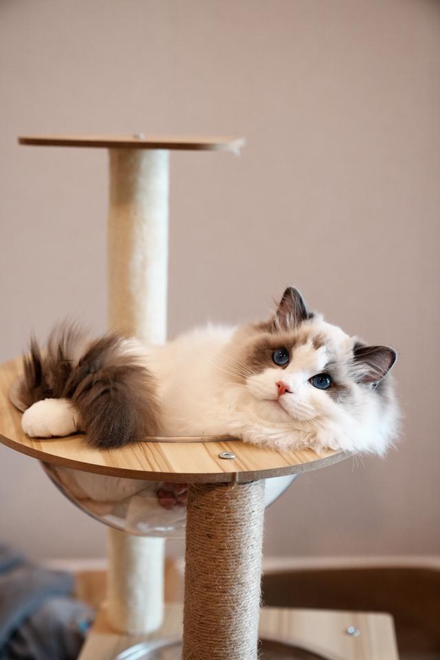 หนุ่ม Ragdoll นำเข้า หน้าหวาน ตาฟ้ามากๆ